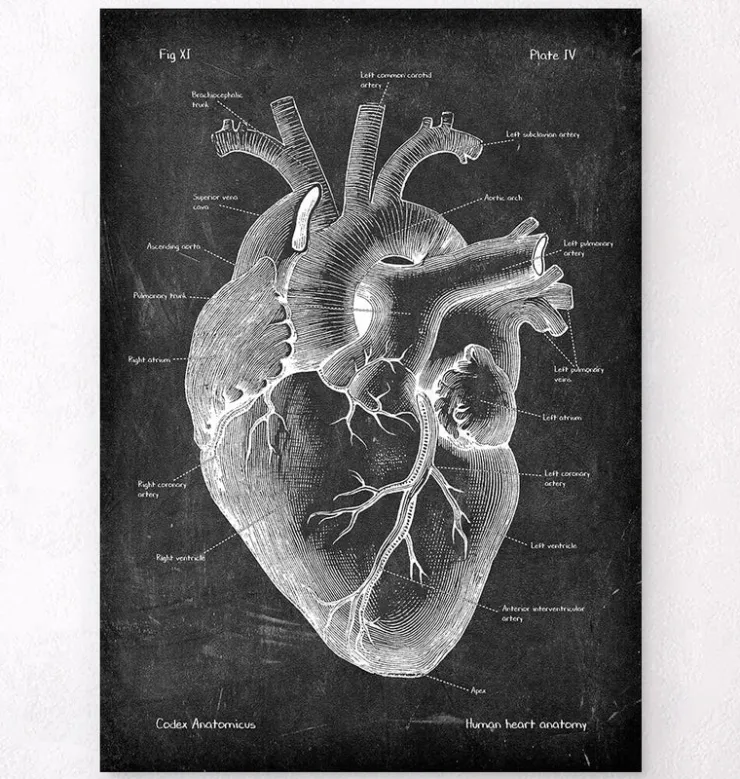 Anatomie cardiaque II - Chalkboard-Codex Anatomicus Clearance