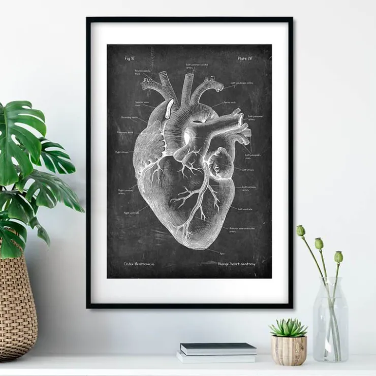Anatomie cardiaque II - Chalkboard-Codex Anatomicus Clearance