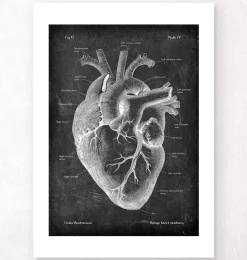 Anatomie cardiaque II - Chalkboard-Codex Anatomicus Clearance