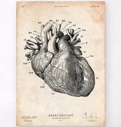 Anatomie cardiaque IV-Codex Anatomicus Sale