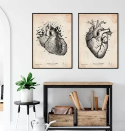 Anatomie cardiaque IV-Codex Anatomicus Sale