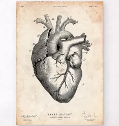 Anatomie cardiaque V-Codex Anatomicus