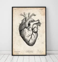 Anatomie cardiaque V-Codex Anatomicus