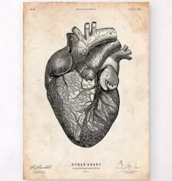 Anatomie cardiaque VII-Codex Anatomicus Sale