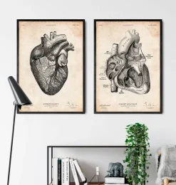 Anatomie cardiaque VII-Codex Anatomicus Sale