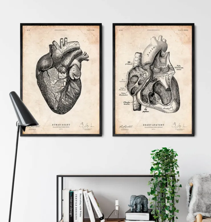 Anatomie cardiaque VII-Codex Anatomicus Sale