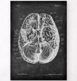 Anatomie cérébrale I - Chalkboard-Codex Anatomicus Outlet