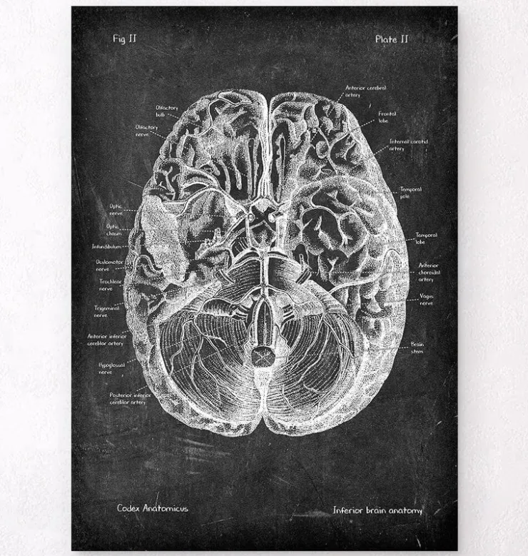 Anatomie cérébrale I - Chalkboard-Codex Anatomicus Outlet