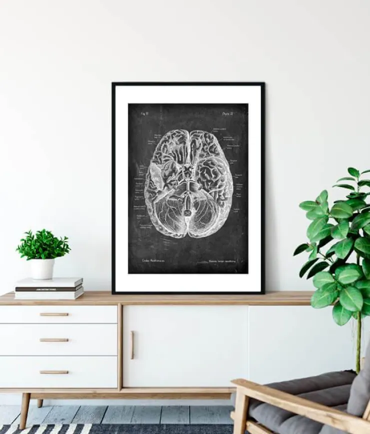 Anatomie cérébrale I - Chalkboard-Codex Anatomicus Outlet