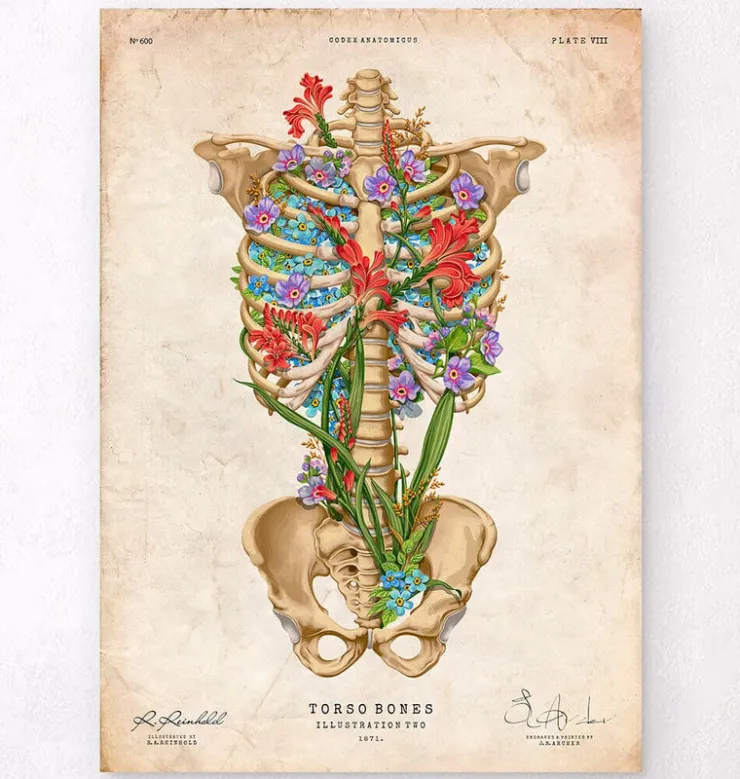 Anatomie de la cage thoracique II - Floral - Vintage-Codex Anatomicus Outlet