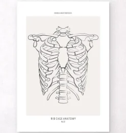 Anatomie de la cage thoracique - Line Art-Codex Anatomicus Outlet