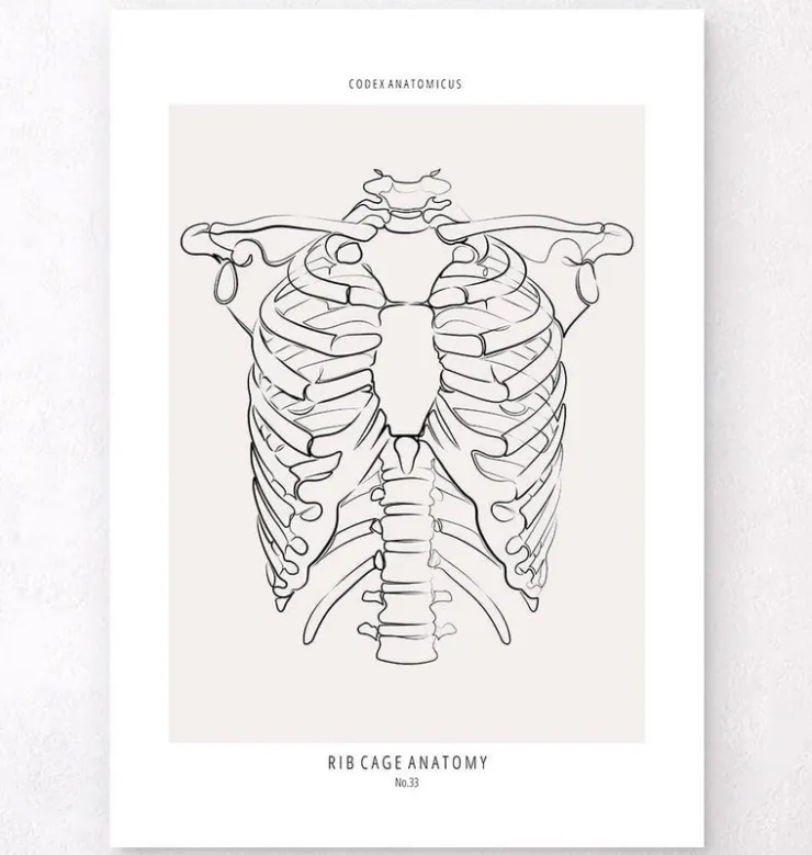 Anatomie de la cage thoracique - Line Art-Codex Anatomicus Outlet