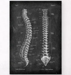 Anatomie de la colonne vertébrale - Chalkboard-Codex Anatomicus Outlet