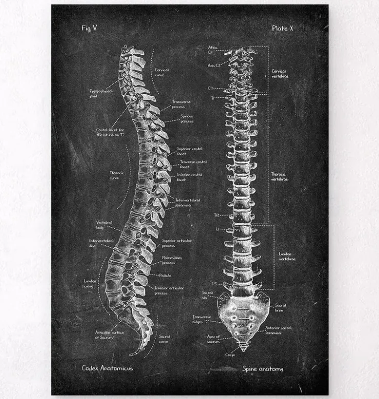 Anatomie de la colonne vertébrale - Chalkboard-Codex Anatomicus Outlet
