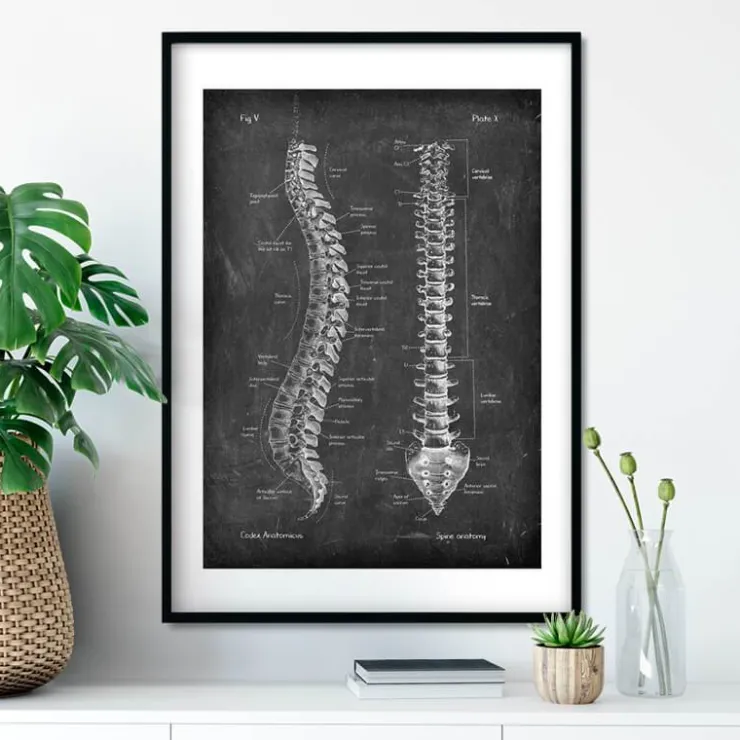 Anatomie de la colonne vertébrale - Chalkboard-Codex Anatomicus Outlet