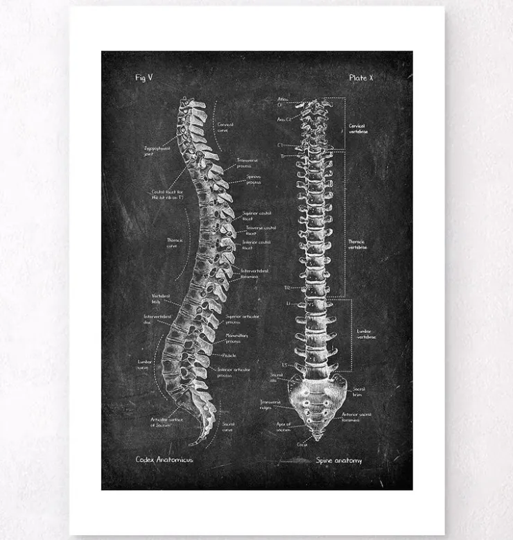 Anatomie de la colonne vertébrale - Chalkboard-Codex Anatomicus Outlet