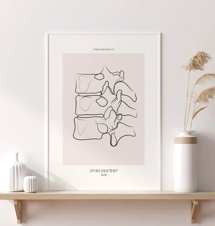 Anatomie de la colonne vertébrale II - Line Art-Codex Anatomicus Best