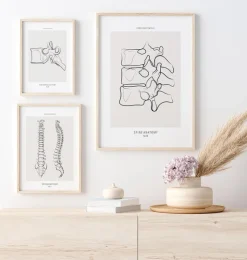 Anatomie de la colonne vertébrale II - Line Art-Codex Anatomicus Best