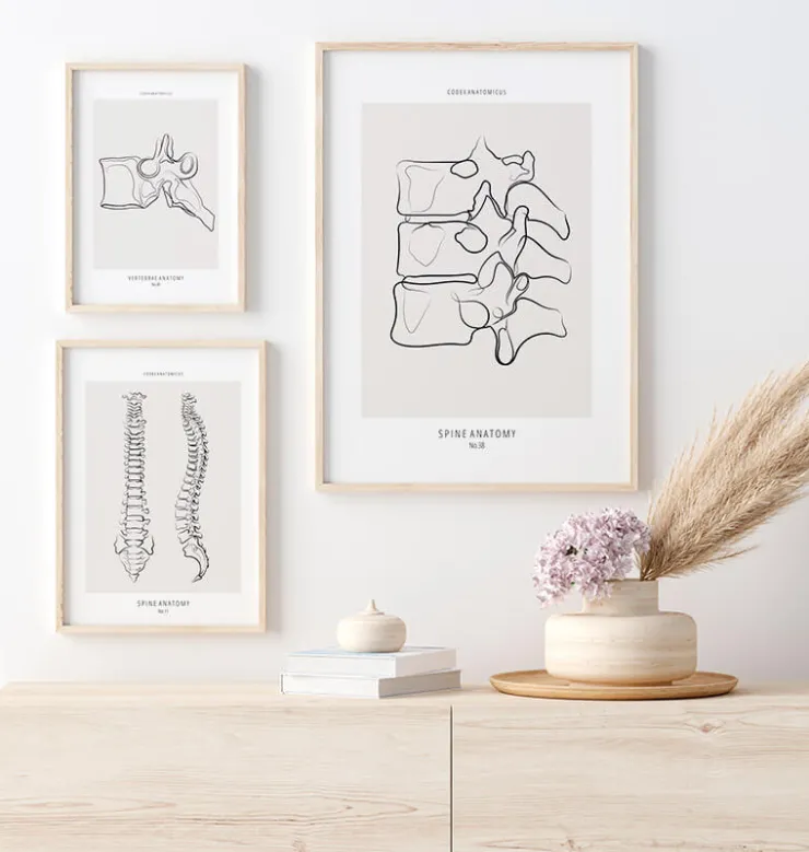 Anatomie de la colonne vertébrale II - Line Art-Codex Anatomicus Best