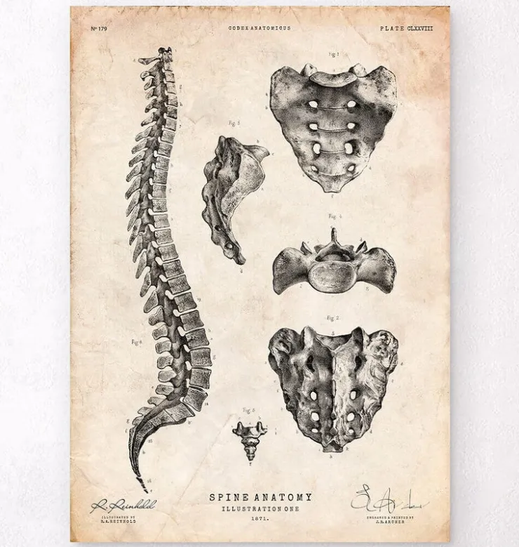 Anatomie de la colonne vertébrale-Codex Anatomicus Discount