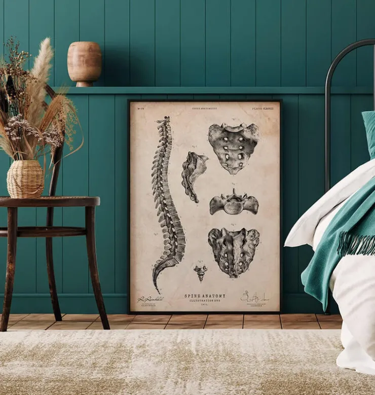Anatomie de la colonne vertébrale-Codex Anatomicus Discount
