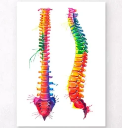 Anatomie de la colonne vertébrale - Aquarelle-Codex Anatomicus Discount