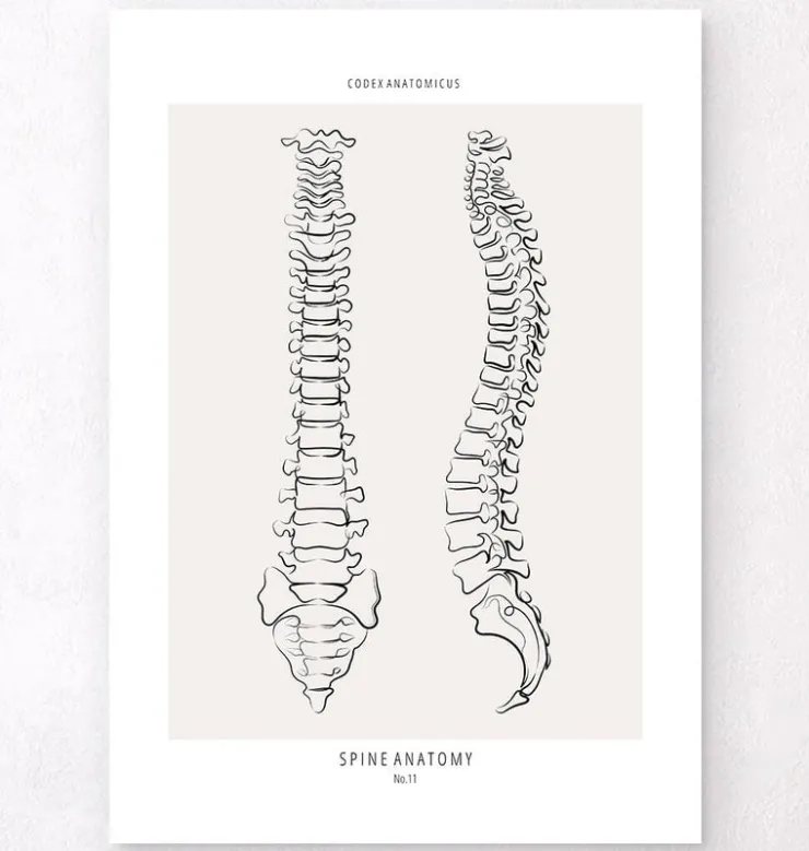 Anatomie de la colonne vertébrale - Line Art-Codex Anatomicus Online
