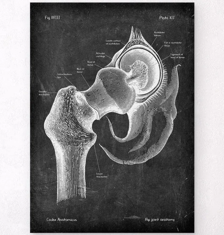 Anatomie de la hanche - Chalkboard-Codex Anatomicus Outlet