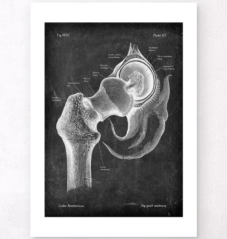 Anatomie de la hanche - Chalkboard-Codex Anatomicus Outlet