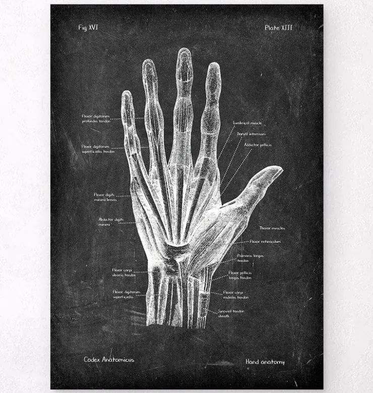 Anatomie de la main - Chalkboard-Codex Anatomicus New
