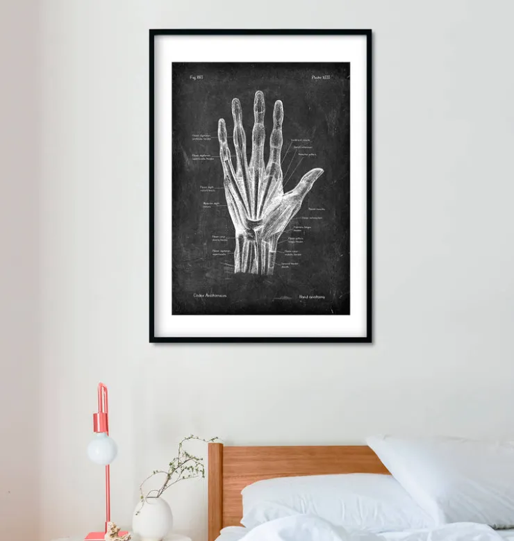 Anatomie de la main - Chalkboard-Codex Anatomicus New