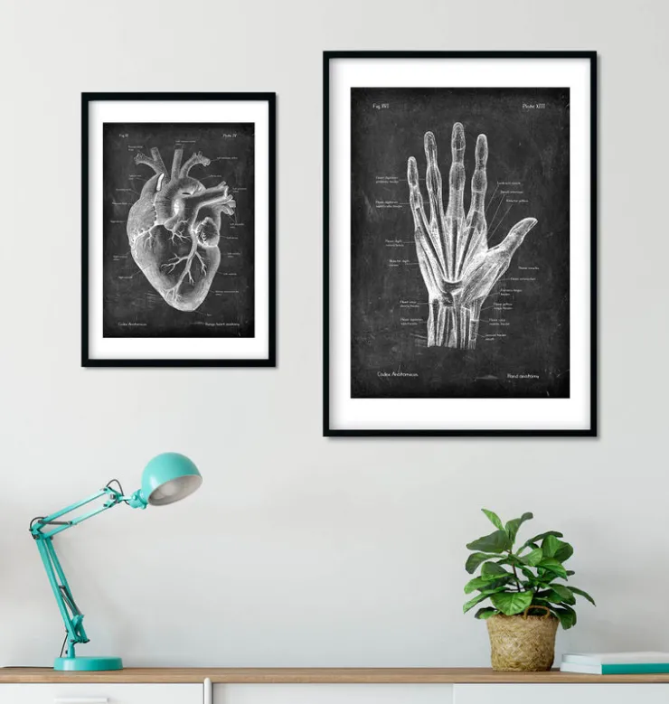 Anatomie de la main - Chalkboard-Codex Anatomicus New