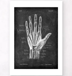 Anatomie de la main - Chalkboard-Codex Anatomicus New