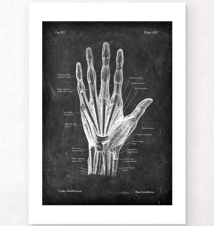 Anatomie de la main - Chalkboard-Codex Anatomicus New