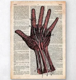 Anatomie de la main - Dictionnaire-Codex Anatomicus Best