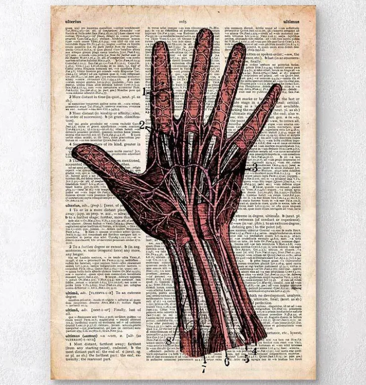 Anatomie de la main - Dictionnaire-Codex Anatomicus Best