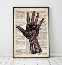 Anatomie de la main - Dictionnaire-Codex Anatomicus Best