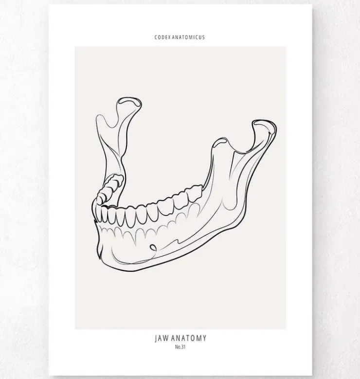 Anatomie de la mâchoire - Line Art-Codex Anatomicus New