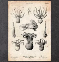 Anatomie de la pieuvre-Codex Anatomicus Hot