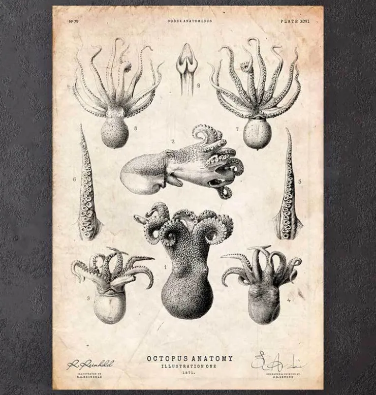 Anatomie de la pieuvre-Codex Anatomicus Hot