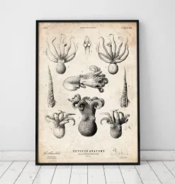 Anatomie de la pieuvre-Codex Anatomicus Hot