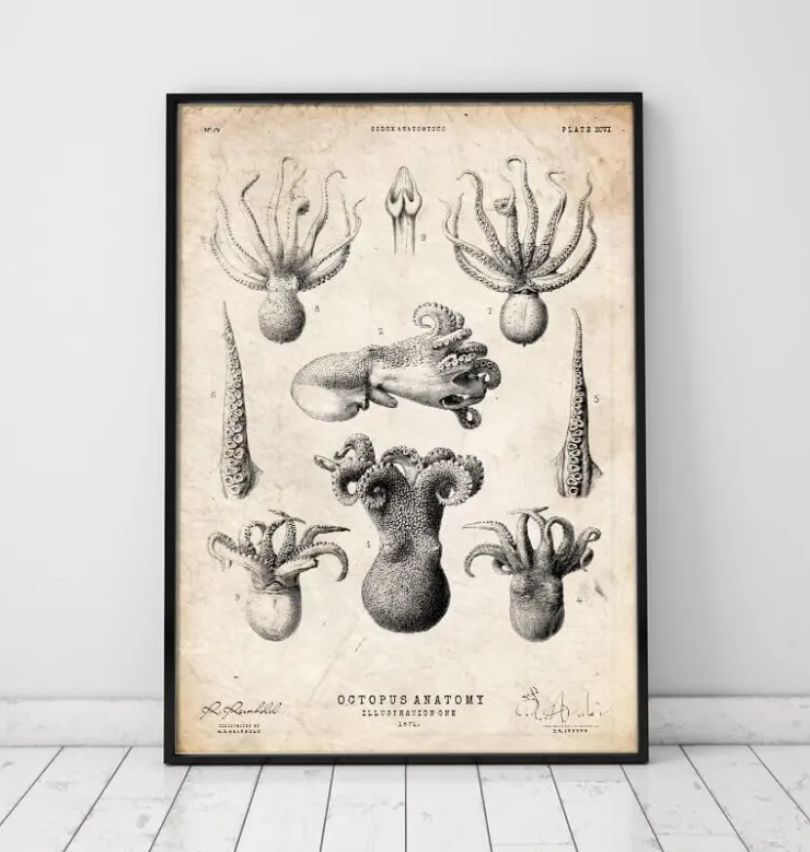 Anatomie de la pieuvre-Codex Anatomicus Hot