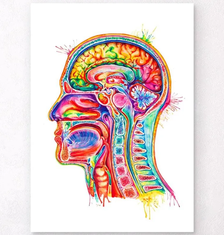 Anatomie de la section de tête - Aquarelle-Codex Anatomicus Best