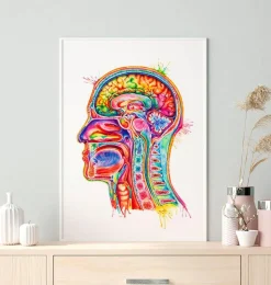 Anatomie de la section de tête - Aquarelle-Codex Anatomicus Best