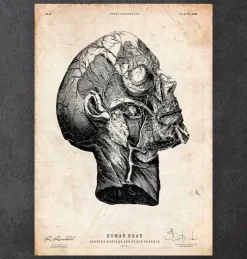 Anatomie de la tête-Codex Anatomicus Clearance