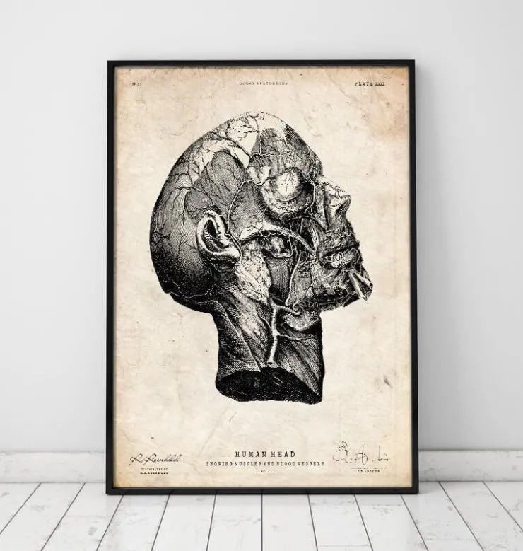 Anatomie de la tête-Codex Anatomicus Clearance