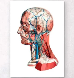 Anatomie de la tête géométrique I-Codex Anatomicus