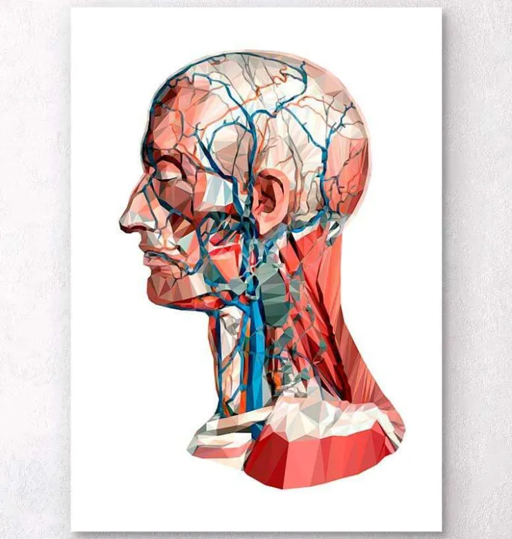 Anatomie de la tête géométrique I-Codex Anatomicus