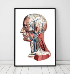 Anatomie de la tête géométrique I-Codex Anatomicus