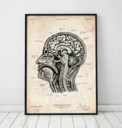 Anatomie de la tête I-Codex Anatomicus